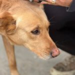 Labrador Mischling Lion, 02/2020, ca. 50 cm