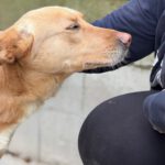 Labrador Mischling Lion, 02/2020, ca. 50 cm