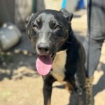 Mischling Lola, 08/2025, Endgröße ca. 50- 60 cm