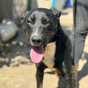 Mischling Lola, 08/2025, Endgröße ca. 50- 60 cm