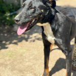 Mischling Lola, 08/2025, Endgröße ca. 50- 60 cm