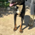 Mischling Lola, 08/2025, Endgröße ca. 50- 60 cm