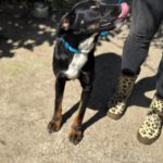 Mischling Lola, 08/2025, Endgröße ca. 50- 60 cm