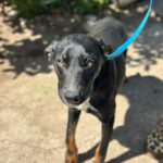 Mischling Lola, 08/2025, Endgröße ca. 50- 60 cm