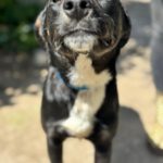 Mischling Lola, 08/2025, Endgröße ca. 50- 60 cm