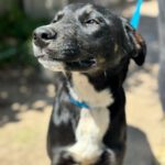 Mischling Lola, 08/2025, Endgröße ca. 50- 60 cm