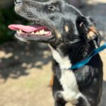 Mischling Lola, 08/2025, Endgröße ca. 50- 60 cm