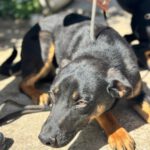 Mischling Lola, 08/2025, Endgröße ca. 50- 60 cm