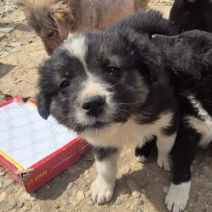 Mischling Lola, 01/2026, Endgröße ca. 45 cm