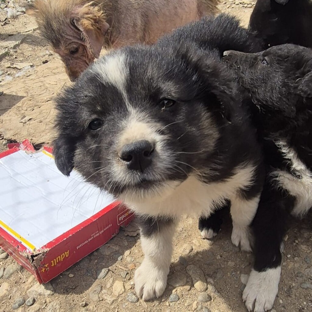 Mischling Lola, 01/2026, Endgröße ca. 45 cm