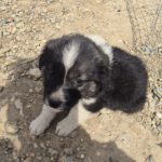 Mischling Lola, 01/2026, Endgröße ca. 45 cm