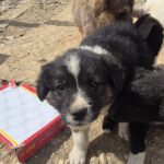 Mischling Lola, 01/2026, Endgröße ca. 45 cm