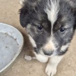 Mischling Lola, 01/2026, Endgröße ca. 45 cm