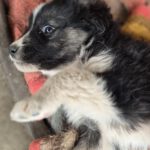 Mischling Lola, 01/2026, Endgröße ca. 45 cm