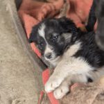 Mischling Lola, 01/2026, Endgröße ca. 45 cm