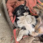 Mischling Lola, 01/2026, Endgröße ca. 45 cm