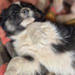 Mischling Lola, 01/2026, Endgröße ca. 45 cm