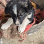 Mischling Lola, 01/2026, Endgröße ca. 45 cm