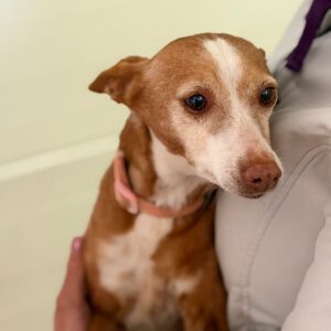 Podenco Loli, 06/2017, ca. 40 cm, 45468 Mülheim an der Ruhr