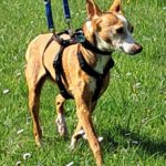 Podenco Loli, 06/2017, ca. 40 cm, 45468 Mülheim an der Ruhr