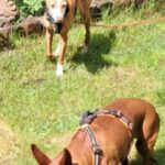 Podenco Loli, 06/2017, ca. 40 cm, 45468 Mülheim an der Ruhr