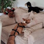 Podenco Loli, 06/2017, ca. 40 cm, 45468 Mülheim an der Ruhr