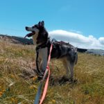 Siberian Husky Lolo, 12/2019, ca. 60 cm