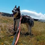 Siberian Husky Lolo, 12/2019, ca. 60 cm