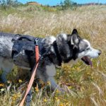 Siberian Husky Lolo, 12/2019, ca. 60 cm