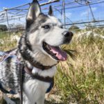 Siberian Husky Lolo, 12/2019, ca. 60 cm