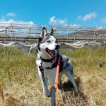 Siberian Husky Lolo, 12/2019, ca. 60 cm