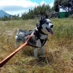 Siberian Husky Lolo, 12/2019, ca. 60 cm