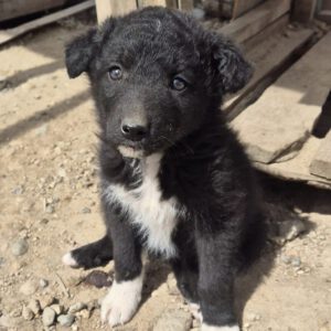 Mischling Lou, 02/2026, ca. 45 cm