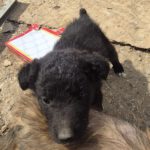 Mischling Lou, 02/2026, ca. 45 cm