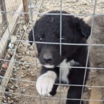 Mischling Lou, 02/2026, ca. 45 cm