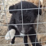 Mischling Lou, 02/2026, ca. 45 cm