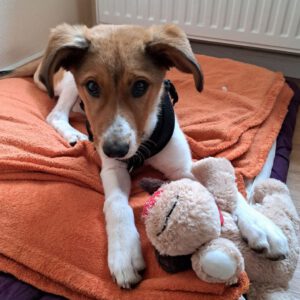 Mischling Luca, 10/2025, Endgröße ca. 50 cm, 25821 Bredstedt