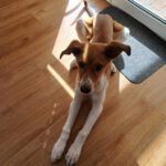 Mischling Luca, 10/2025, Endgröße ca. 50 cm, 25821 Bredstedt