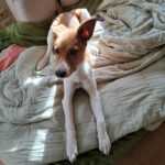 Mischling Luca, 10/2025, Endgröße ca. 50 cm, 25821 Bredstedt