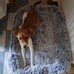 Mischling Luca, 10/2025, Endgröße ca. 50 cm, 25821 Bredstedt