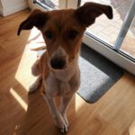 Mischling Luca, 10/2025, Endgröße ca. 50 cm, 25821 Bredstedt