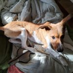 Mischling Luca, 10/2025, Endgröße ca. 50 cm, 25821 Bredstedt