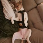 Mischling Luca, 10/2025, Endgröße ca. 50 cm, 25821 Bredstedt