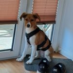 Mischling Luca, 10/2025, Endgröße ca. 50 cm, 25821 Bredstedt