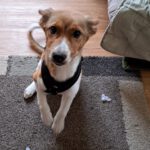 Mischling Luca, 10/2025, Endgröße ca. 50 cm, 25821 Bredstedt