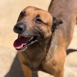 Malinois Mischling Lucas, 10/2022, ca. 50- 55 cm