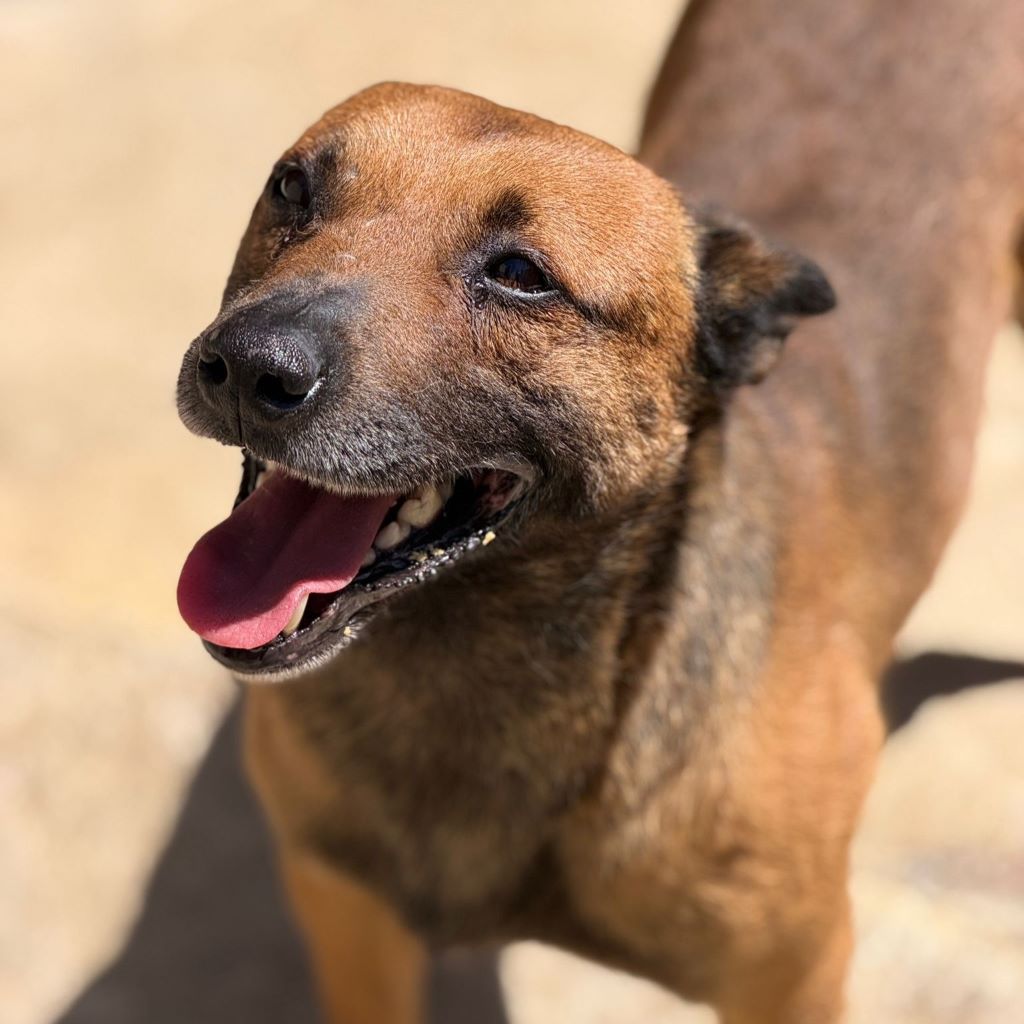 Malinois Mischling Lucas, 10/2022, ca. 50- 55 cm