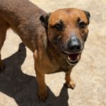 Malinois Mischling Lucas, 10/2022, ca. 50- 55 cm