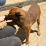 Malinois Mischling Lucas, 10/2022, ca. 50- 55 cm