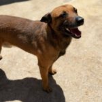 Malinois Mischling Lucas, 10/2022, ca. 50- 55 cm